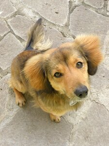 Portrait head dog eyes