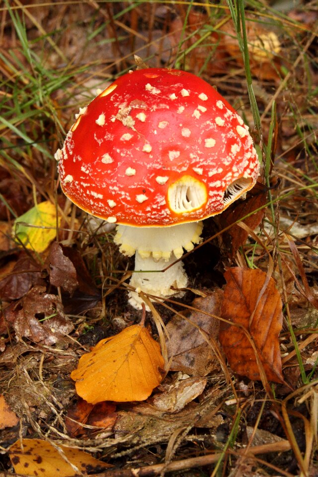 Poisonous toxic