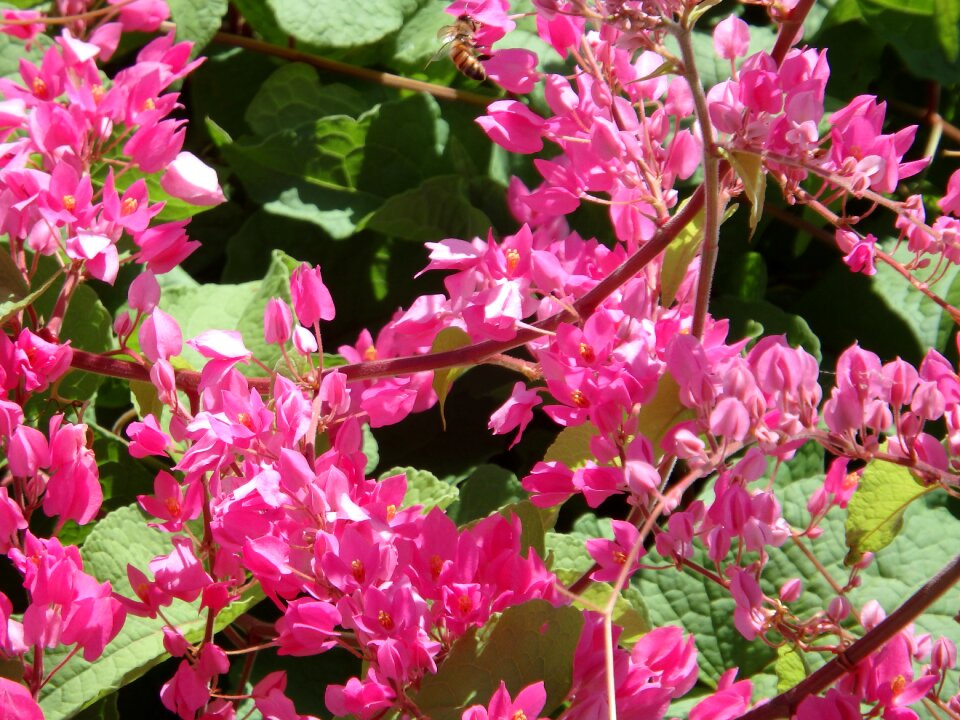 Nature floral plant