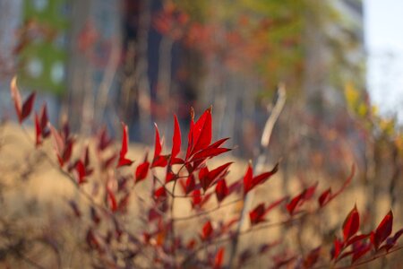 Red red flowers flower tree
