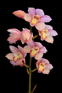Pink bloom black