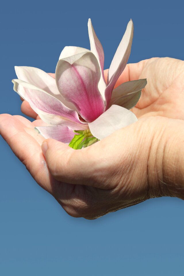 Magnolia give care
