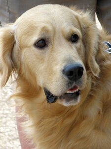 Golden retriever muzzle