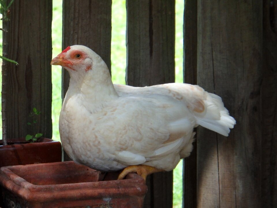 Farm bird poultry