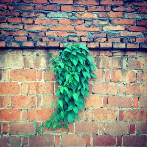 Red walls green leaf dawn photo