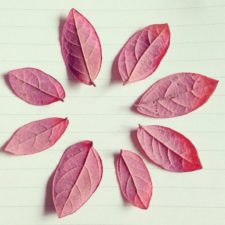 Red leaves autumn paper line