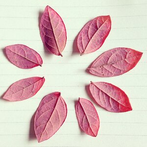 Red leaves autumn paper line