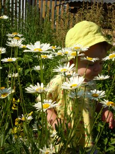 Flowers baby summer