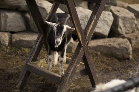 Mammal livestock