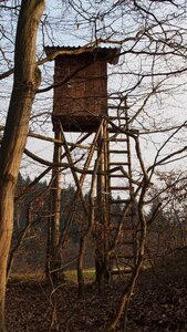 Wild forest perch photo