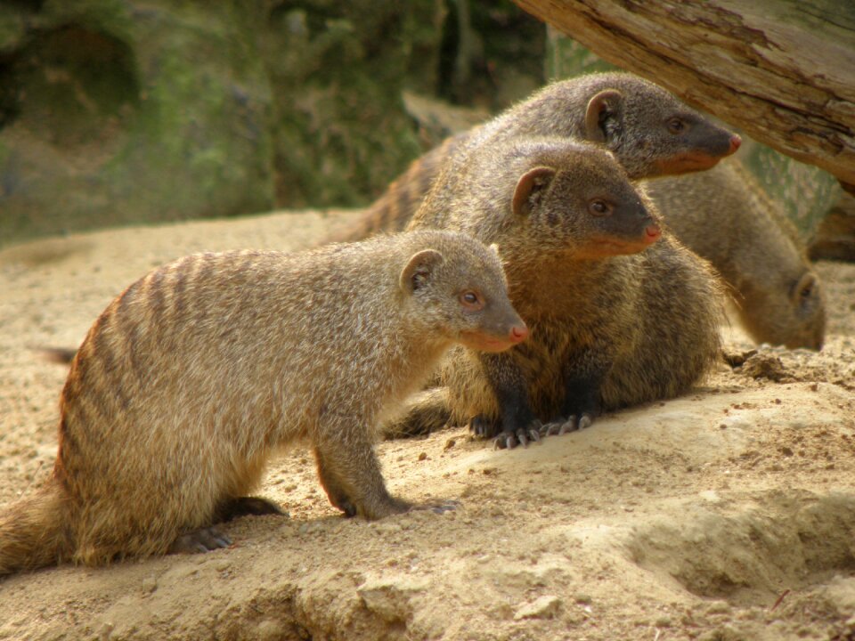 Beast africa mongoose