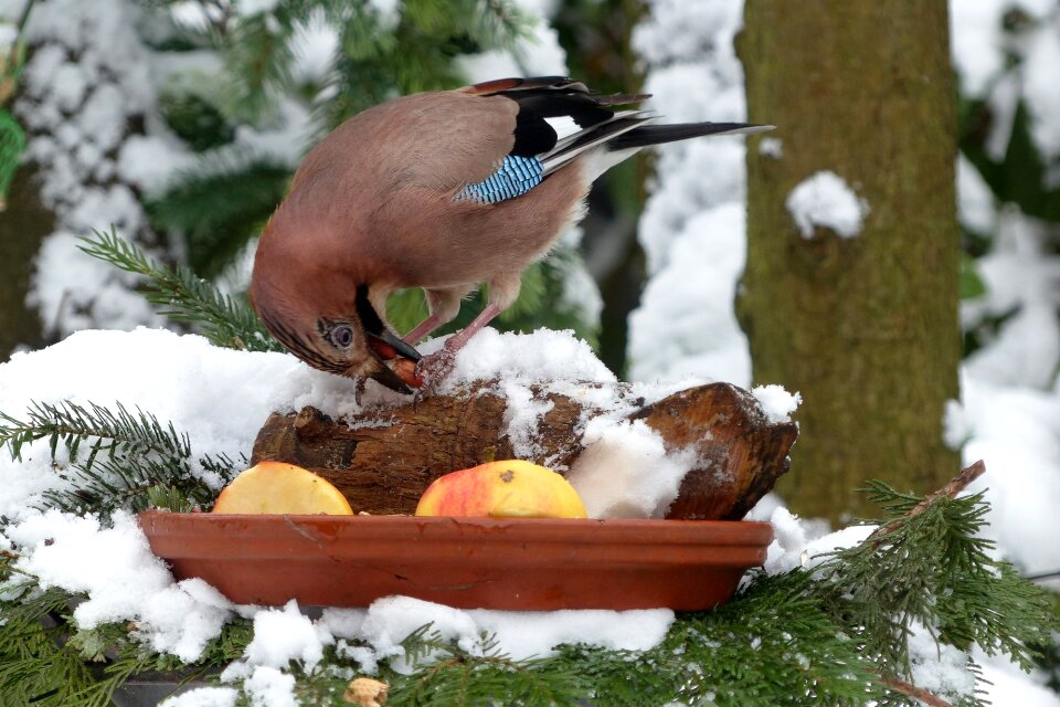 Foraging garden snow