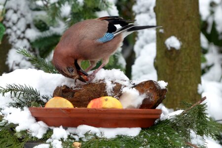 Foraging garden snow
