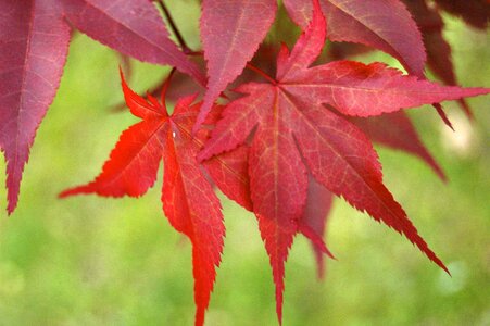 Autumn red season photo