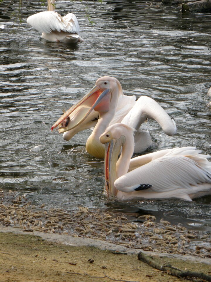 Bird feeding water