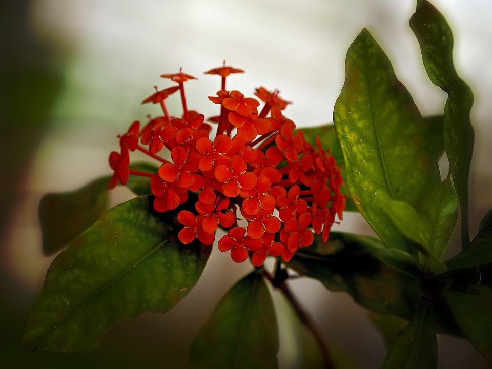 Floral blossom flora