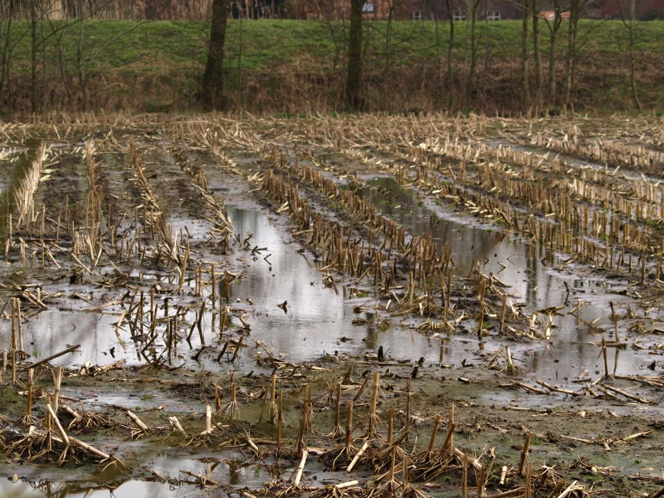 Rain meadow harvested