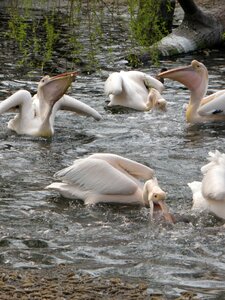 Bird feeding water