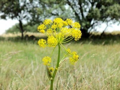 Flower nature serengeti field