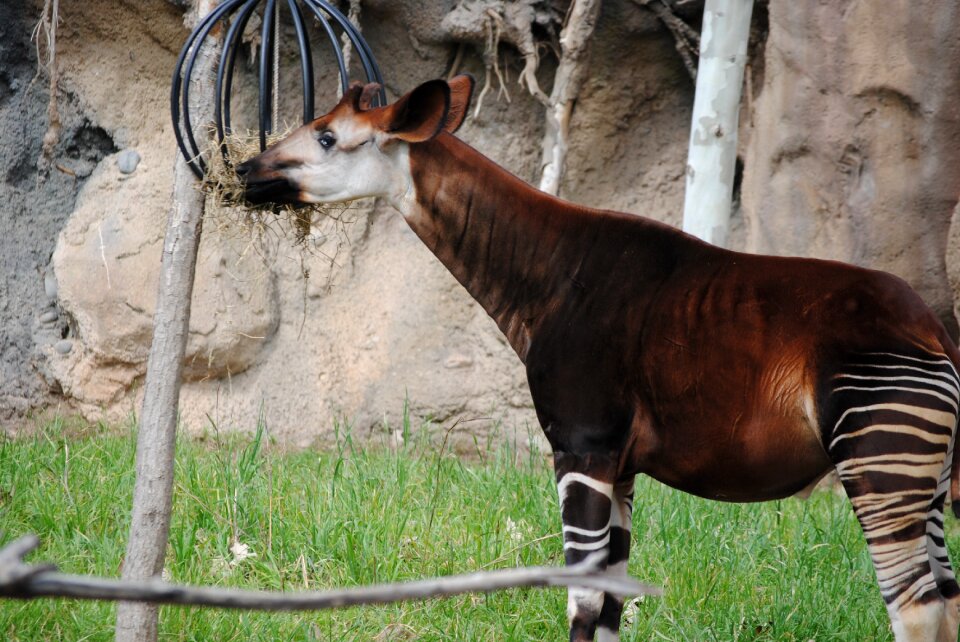 Mammal wildlife white