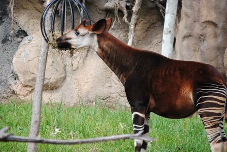 Mammal wildlife white