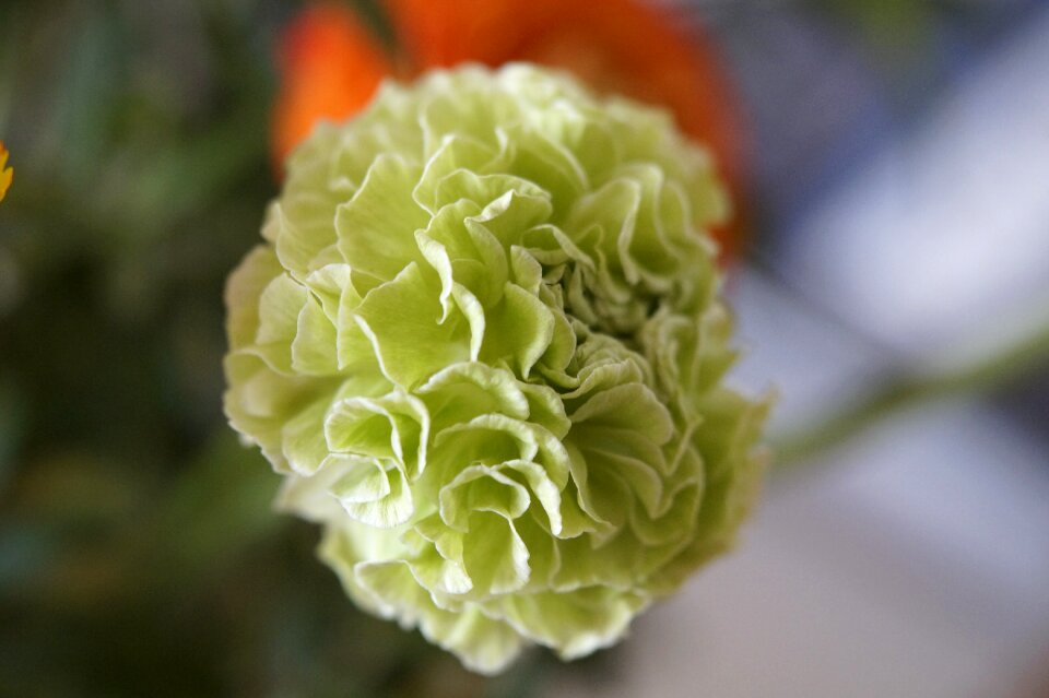 Greenish flower macro