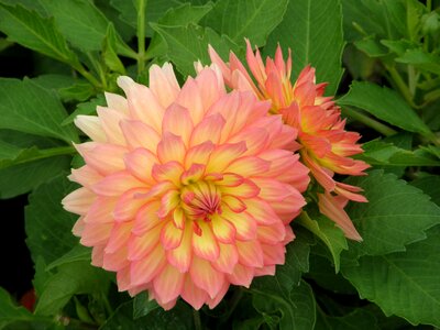Dahlia flower pink