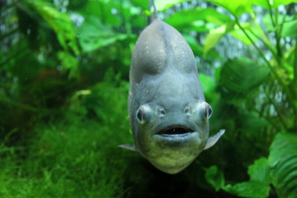 Sea water animals