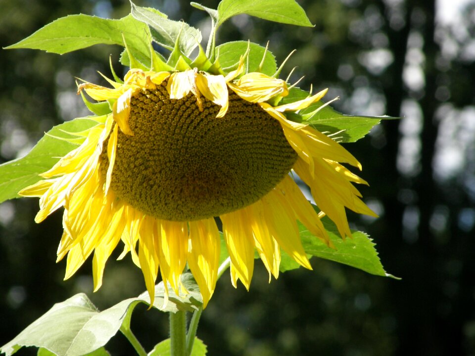 Sunflower sun flower