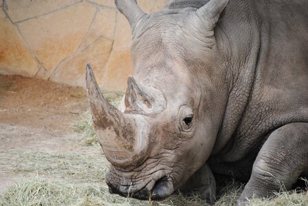 Mammal rhinoceros horn photo