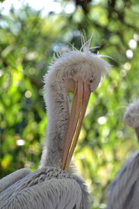 Plumage peak animal