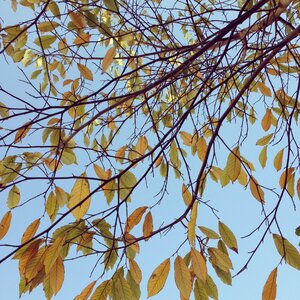 Red leaves autumn blue sky