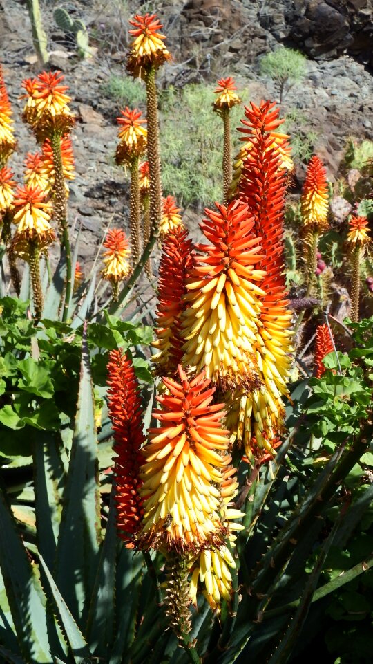 Red aloe vera tropical