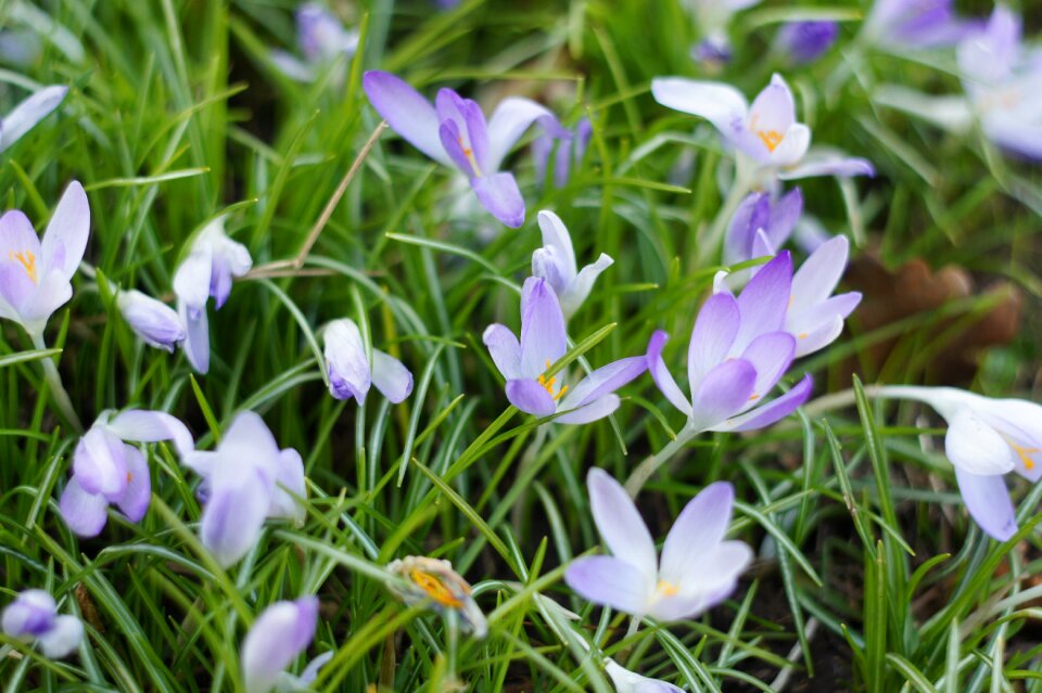 Signs of spring frühlingsanfang friendly