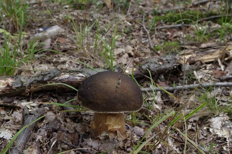 Mushroom forest autumn