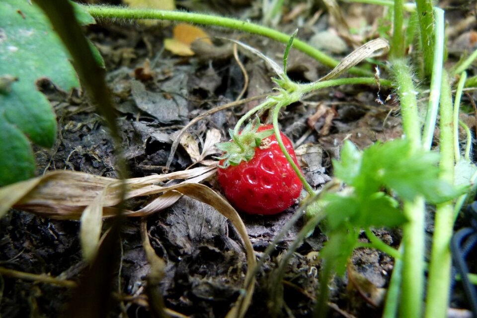 Garden fruit summer