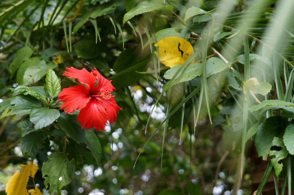 Flower plant material