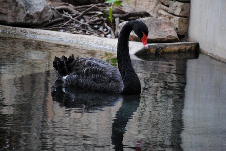 Bird water animal photo