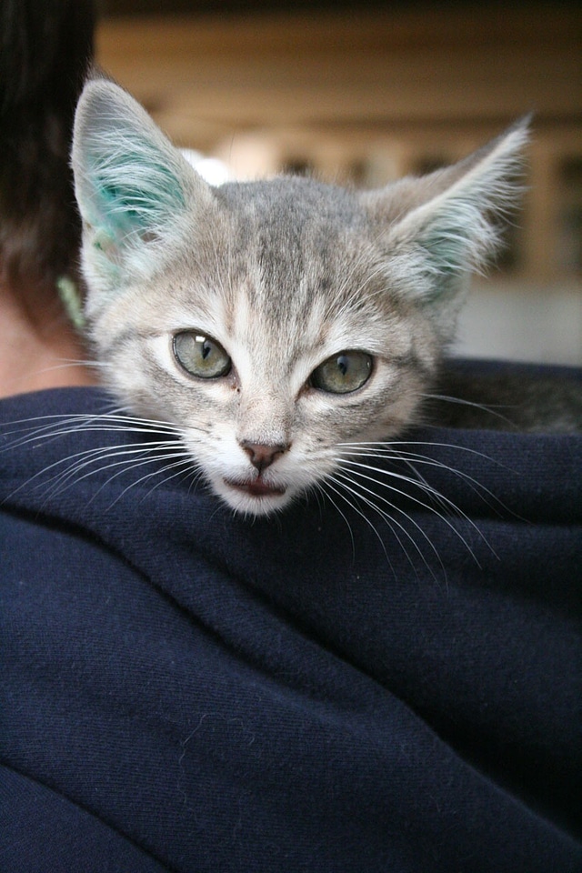 Pet feline eyes