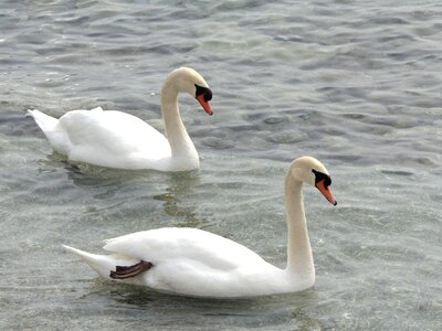 White wildlife swan