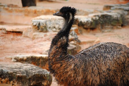 Animal wildlife wild