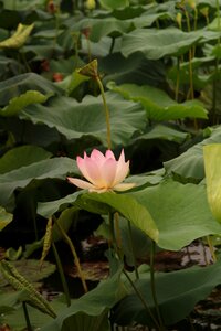 Lotus green leaf hawthorn