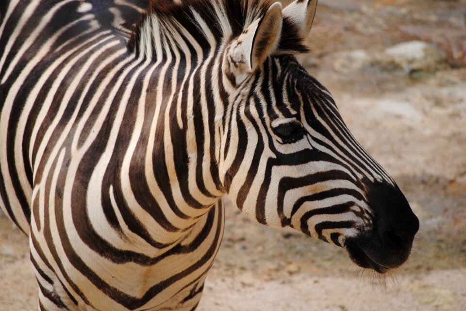 Nature animal mammals