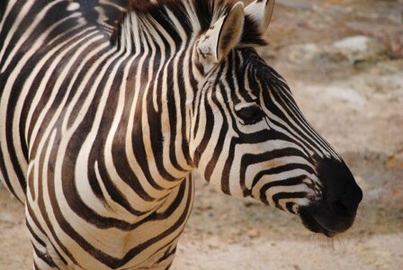 Nature animal mammals