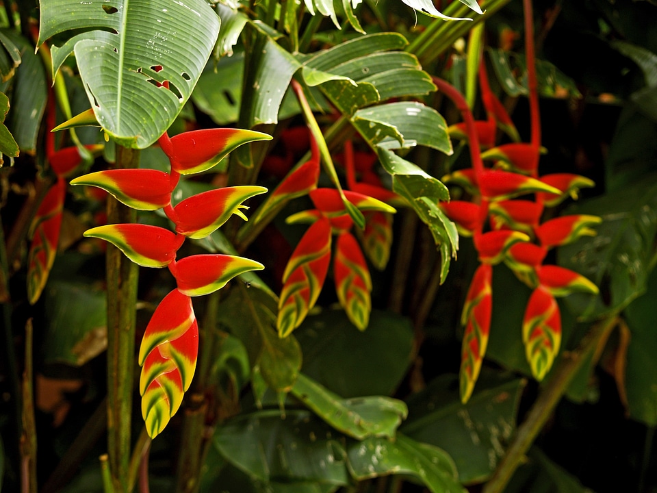 Brazil nature plant