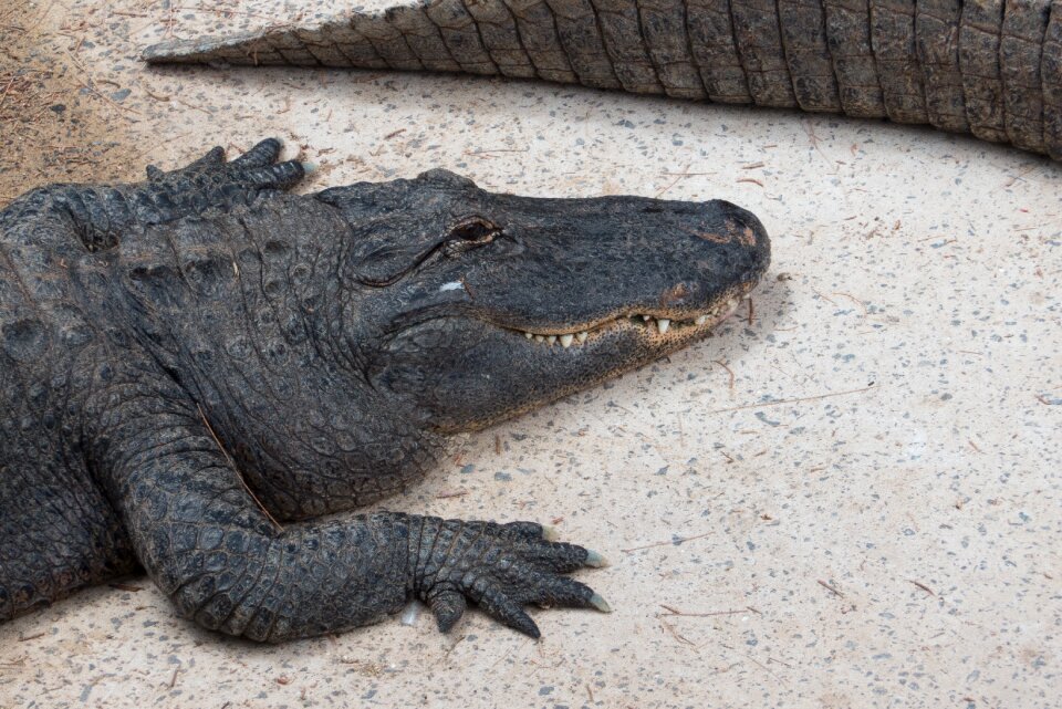 Crocodile zoo alligator