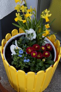 Pansy bloom flowers