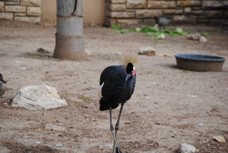 Black portrait female