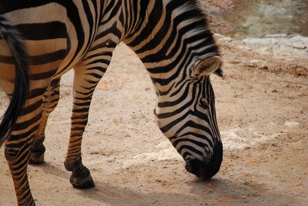Nature animal mammals