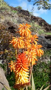 Aloe vera tropical cactus photo